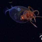 Ученые впервые сняли на видео антарктического гигантского кальмара и его детеныша – иллюстрация к материалу на Naked Science
