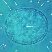 Spermracing: в Калифорнии пройдут первые в мире гонки сперматозоидов – иллюстрация к материалу на Naked Science