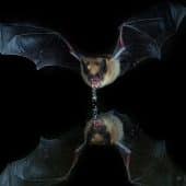 Myotis septentrionalis