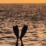 Опасности Адриатического моря: кого стоит остерегаться?