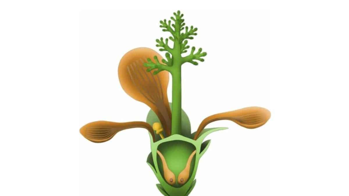 «Отвратительная тайна эволюции»: что стало известно о самом древнем цветке