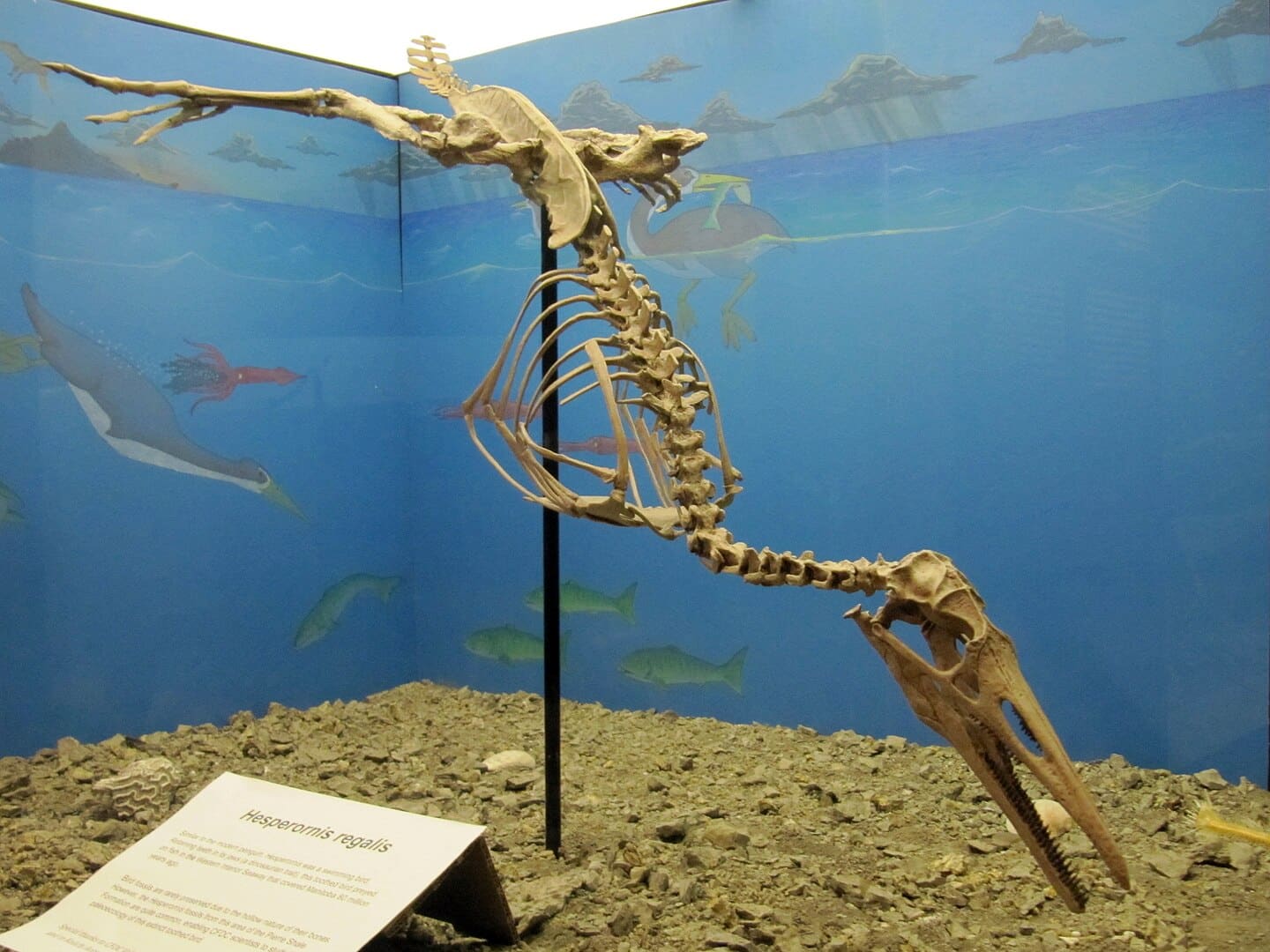 Hesperornis regalis