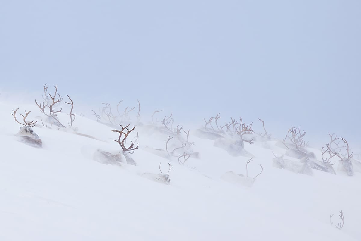 Второе место: «Царство оленей» / © Hanneke Van Camp