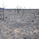 Галлы на растениях защитили личинок насекомых от лесного пожара