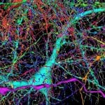 Современный взгляд на психическое здоровье человека с позиции когнитивной нейронауки