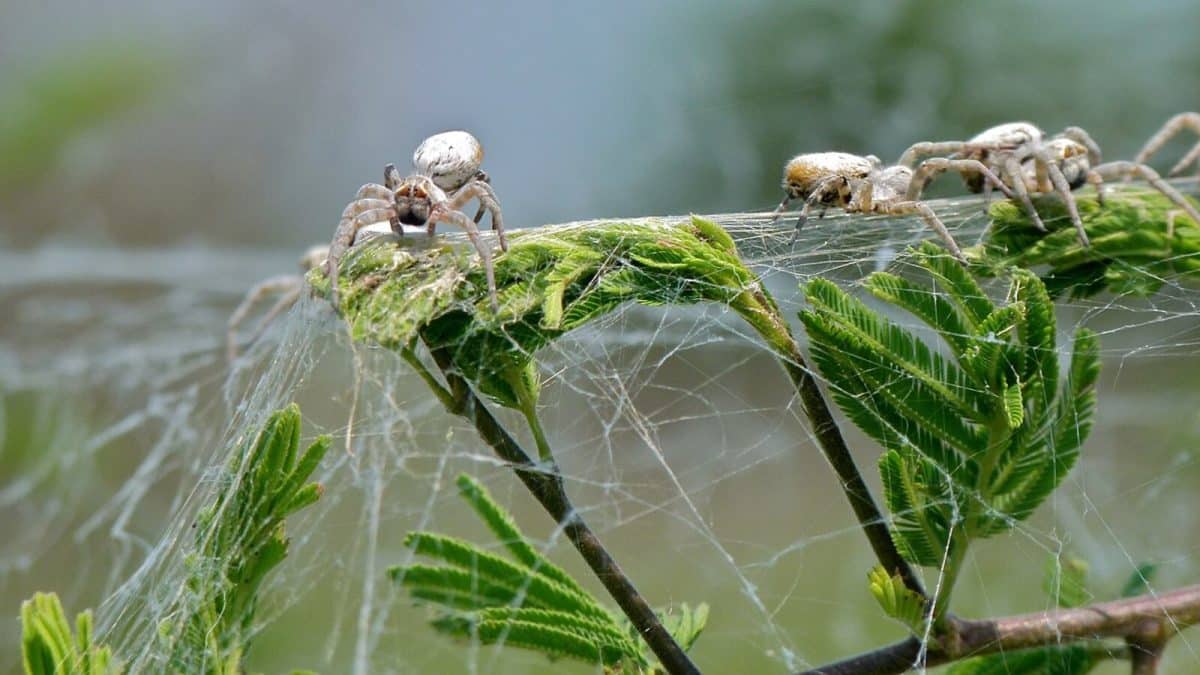 Африканские социальные пауки вида Stegodyphus dumicola