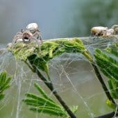 Африканские социальные пауки вида Stegodyphus dumicola