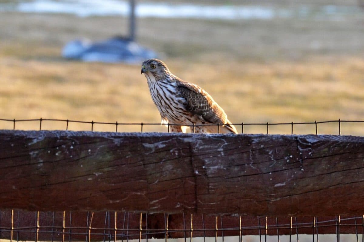 Молодой ястреб Купера Accipiter cooperi