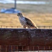 Молодой ястреб Купера Accipiter cooperi