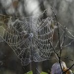 Насекомые выпутались из паутины благодаря воску на экзоскелете