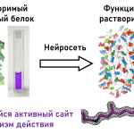 Российские ученые научились модифицировать белки для борьбы с болезнями