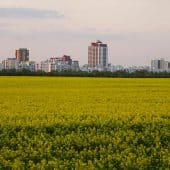 Поля