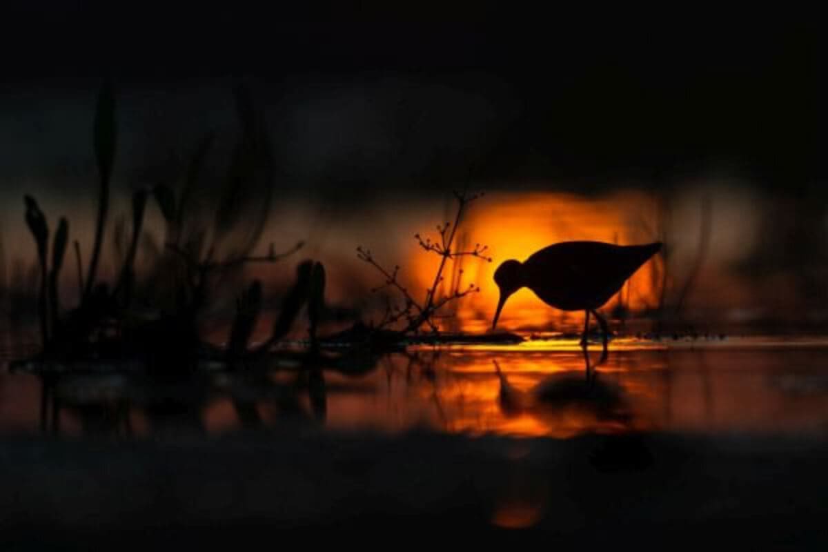 © Michał Janiak