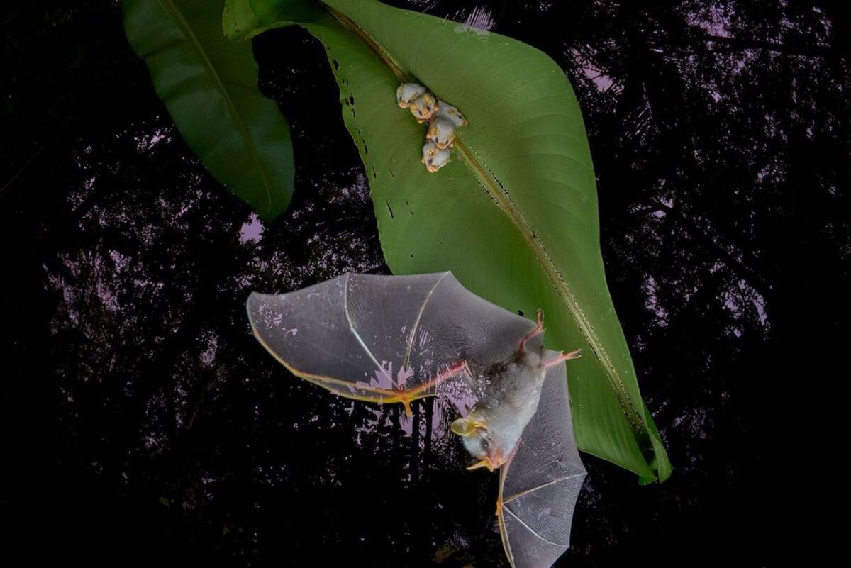 Победитель в номинации «Крылатая жизнь»: самка белого листоноса (Ectophylla alba) и ее детеныши / © Dvir Barkay