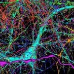 Изучение языка: что нейробиология может рассказать о том, как учить языки