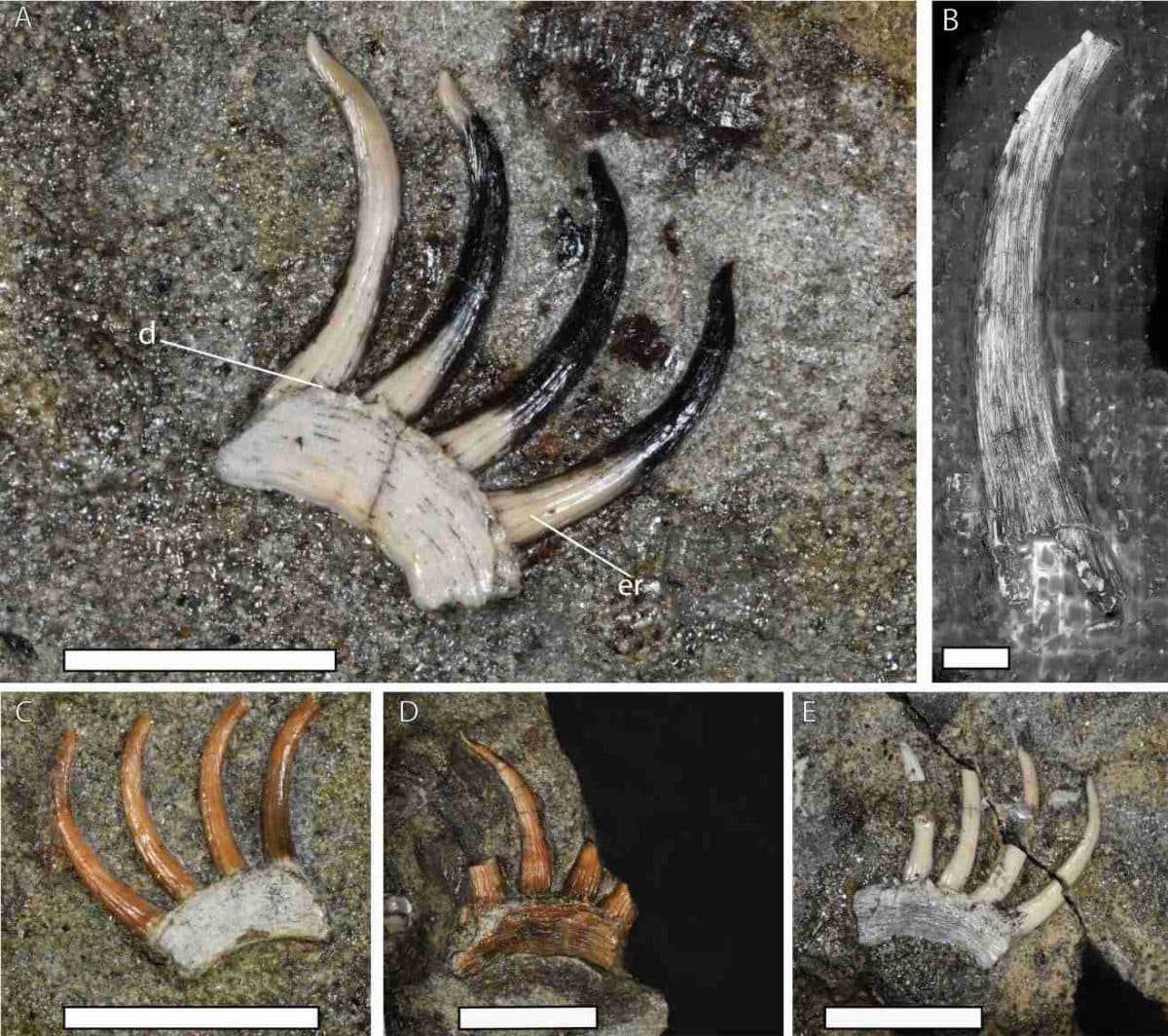 Зубы-когти S-образной формы на нижней челюсти Onychodus mikijuk