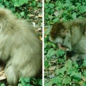 Альфа-самка японских в группе японских макак ухаживает за умирающим альфа-самцом