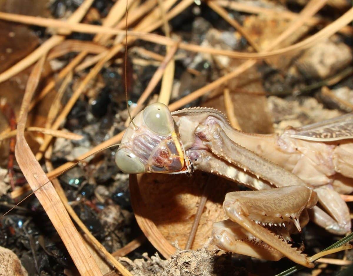 Особь богомола Sphodromantis lineola