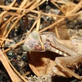 Особь богомола Sphodromantis lineola
