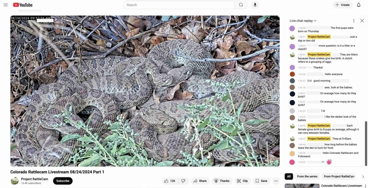 Скриншот прямой трансляции Colorado RattleCam 2024 года