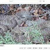 Скриншот прямой трансляции Colorado RattleCam 2024 года