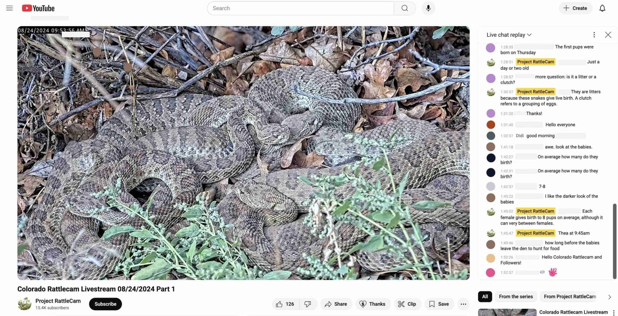 Скриншот прямой трансляции Colorado RattleCam 2024 года