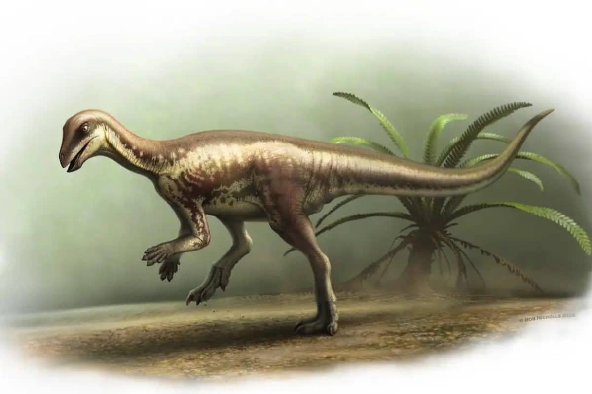 Enigmacursor mollyborthwickae