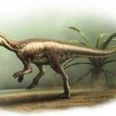 Enigmacursor mollyborthwickae