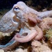 Обнаруженный в Средиземном море осьминог с девятью щупальцами