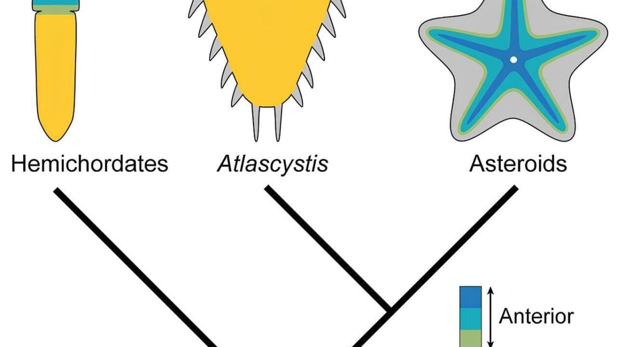 Ученые объяснили на примере ископаемого иглокожего, как морская звезда стала пятирукой