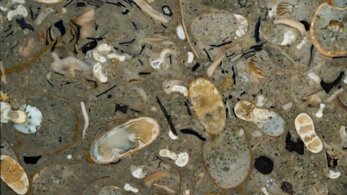 Древние кальмары доминировали в океане 100 миллионов лет назад