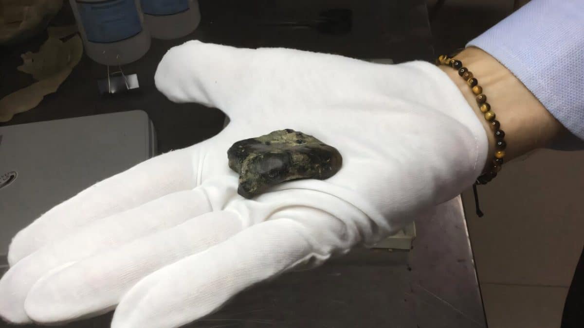 Ученые нашли первые окаменелости гомининов в затопленной части Азии