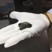 Homo erectus