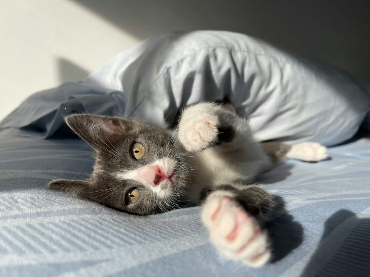 милый котик