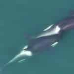 Косатки сделали «мочалки» из водорослей и потерли друг друга
