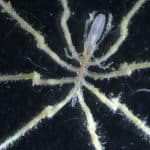 Впервые обнаружены морские пауки, которые живут за счет метана
