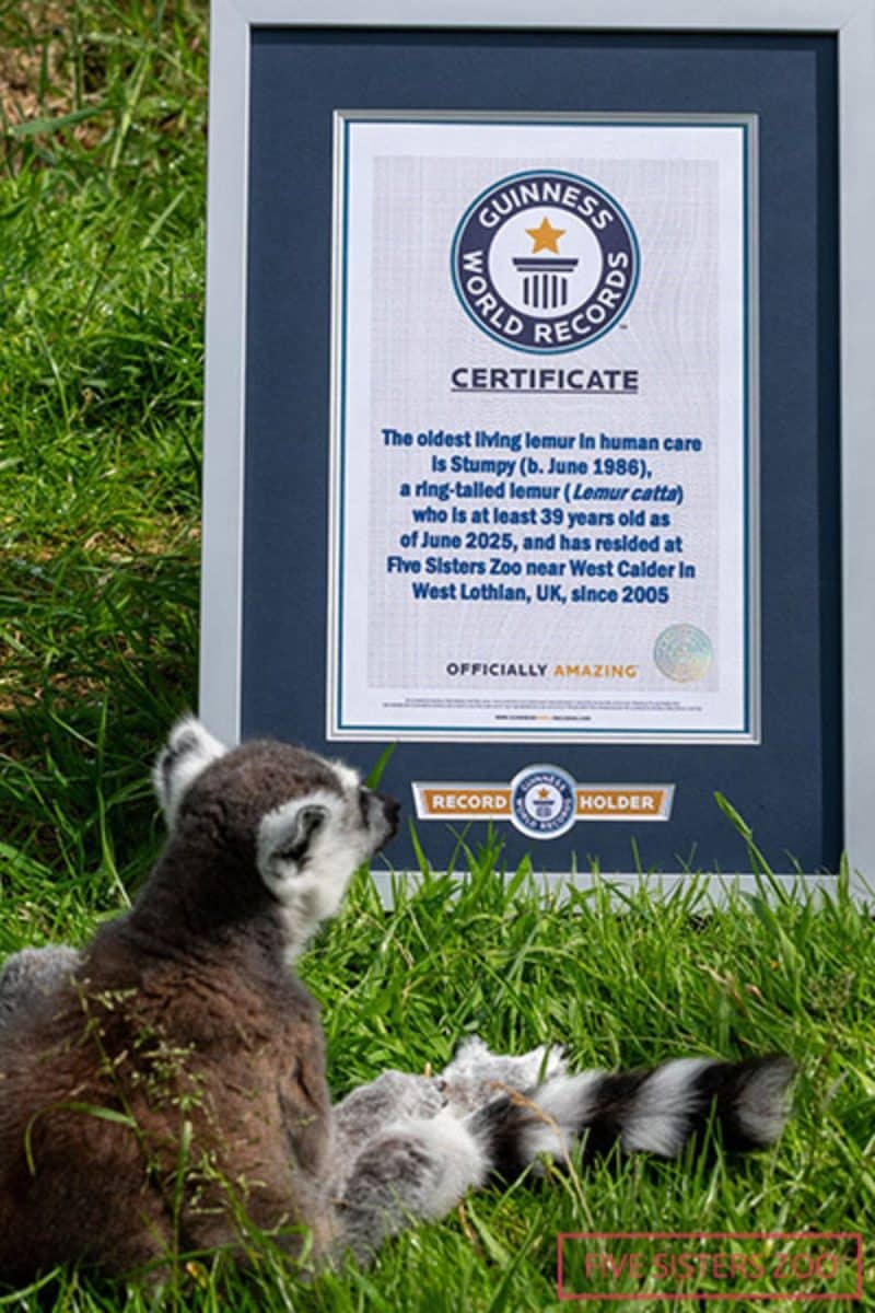 Самый старый в мире лемур Стампи / © Guinness World Records