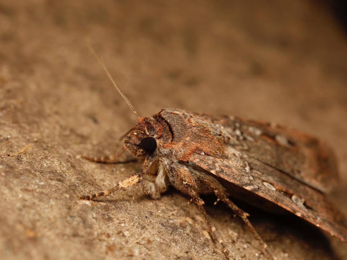 Agrotis infusa