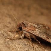 Agrotis infusa