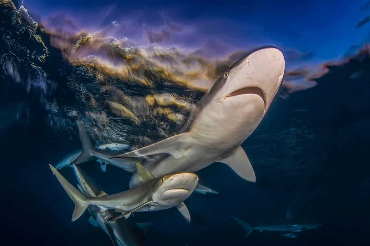 Объявлены победители конкурса Shark Photographer of the Year 2025: лучшие снимки подводного мира