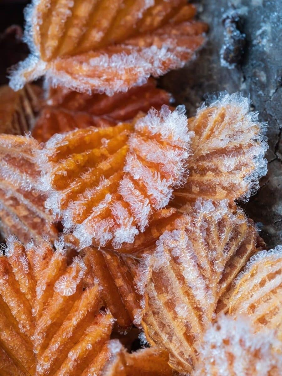Иней на зазубренных краях опавших листьев Nothofagus gunnii (листопадного бука) / © Chelsea Bell