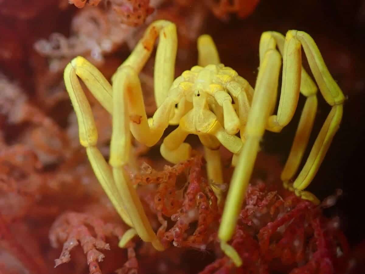«Морской паук». На снимке запечатлен экземпляр Pallenella ambigua / © Nicolas Horniblow