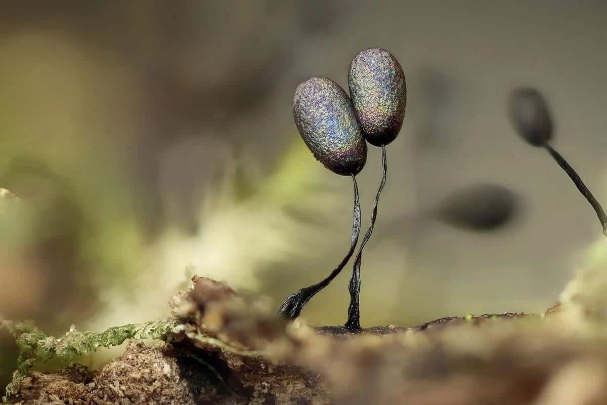 Слизевики Lamproderma gracile высотой три миллиметра / © Sarah Lloyd