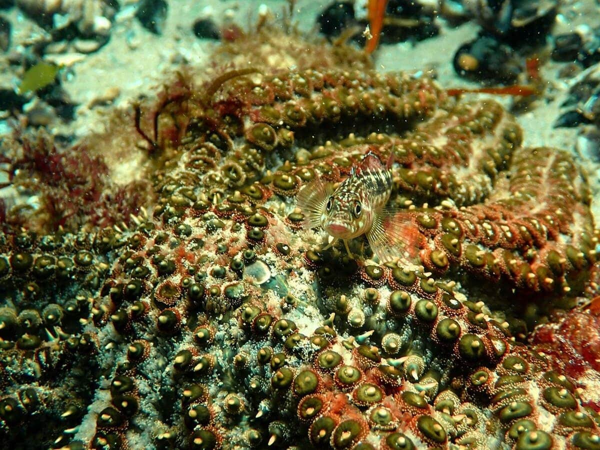 Рыбка Forsterygion varium на фоне морской звездой (Coscinasterias muricata) / © Rosa Maria Cañedo-Apolaya