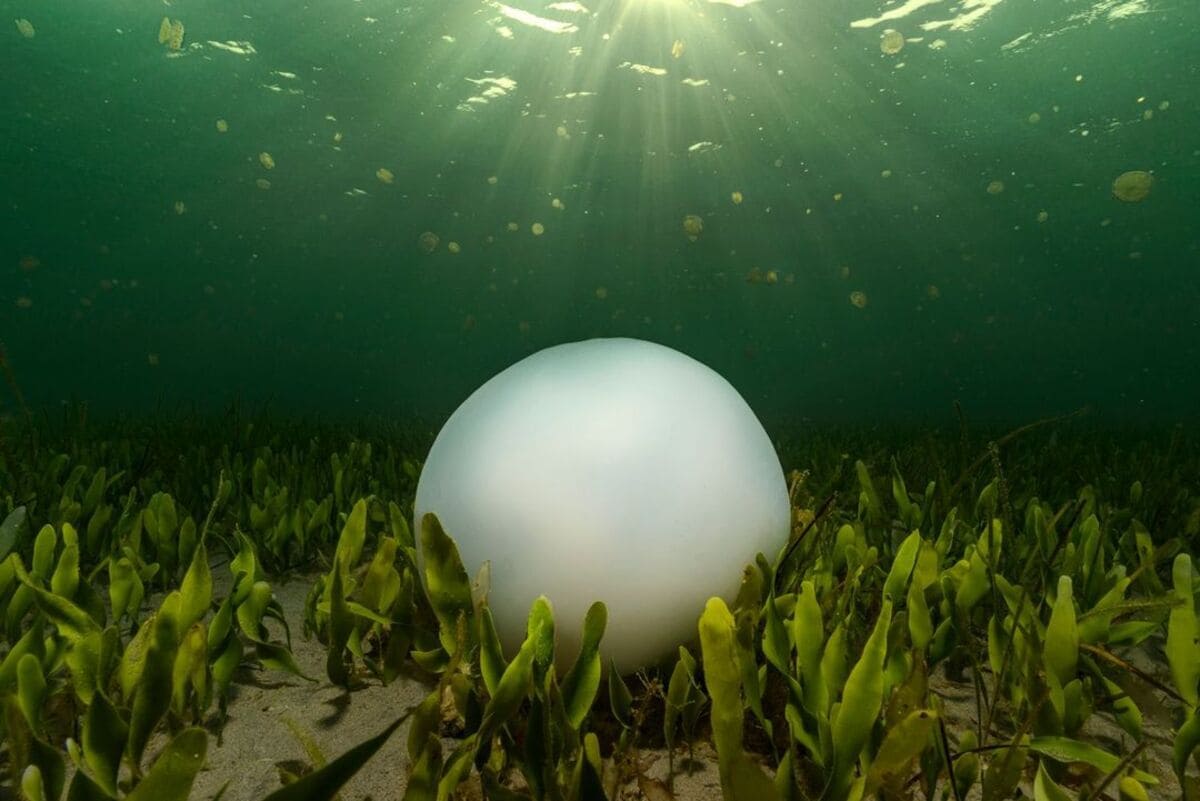 Умирающая медуза корнерот (Rhizostoma pulmo) покоится на водорослях, а вокруг нее плавают тысячи недавно родившихся средиземноморских медуз (Cotylorhiza tuberculata) / © Angel Fitor