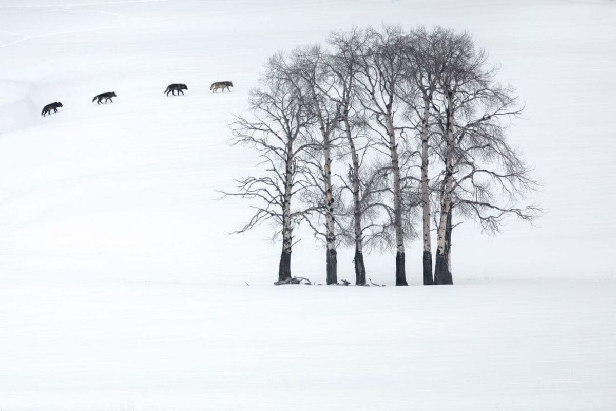 Четыре волка (Canis lupus) пересекают заснеженный ландшафт Йеллоустонского нацпарка / © Devon Pradhuman