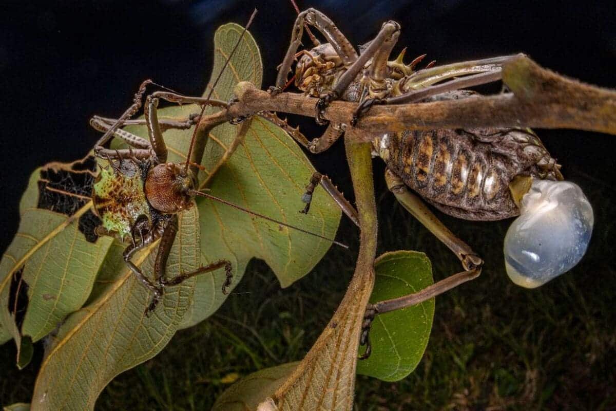 Во время спаривания самец бронированного кузнечика (Acanthoplus discoidalis) передает самке сперматофилакс / © Piotr Naskrecki