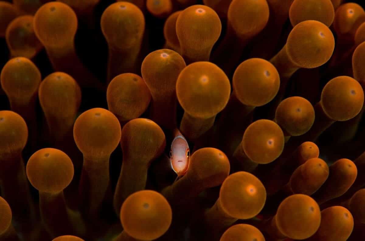 Молодая рыба-клоун (Amphiprion) / © Reiko Takahashi 