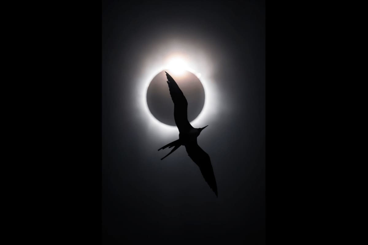 Великолепный фрегат (Fregata magnificens) летит на фоне полного солнечного затмения / © Liron Gertsman