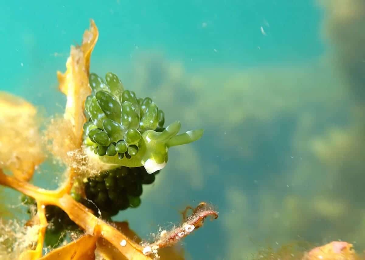 Морской слизень (Sacoproteus smaragdinus) / © Alison McNeice